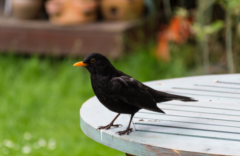 Is it Good or Bad Luck to See a Blackbird?