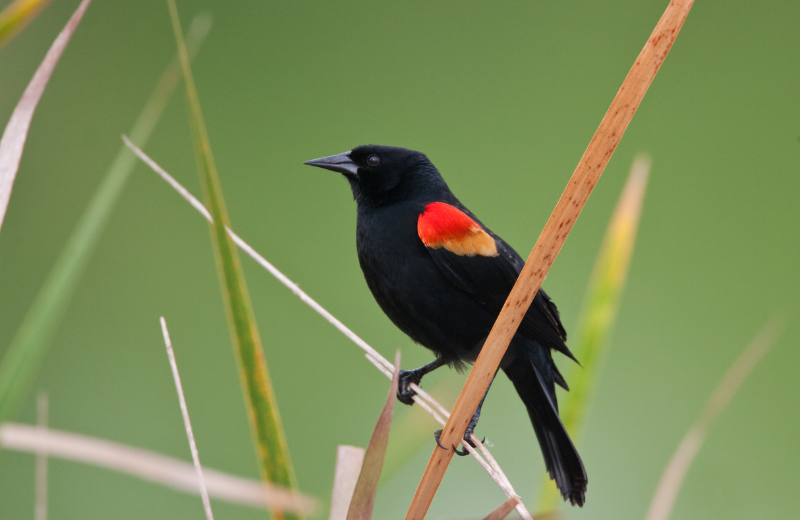 Blackbird Colours and Their Spiritual Meanings