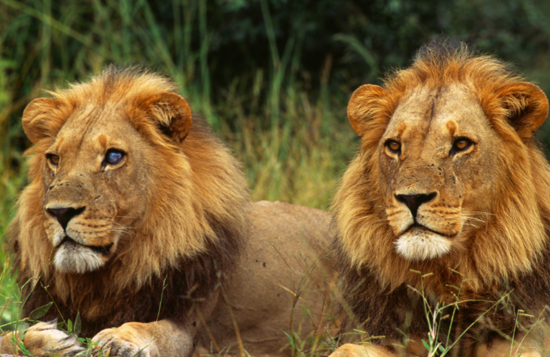 Lion Numbers and Their Spiritual Meanings