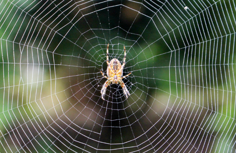 Symbols Associated with Arachne