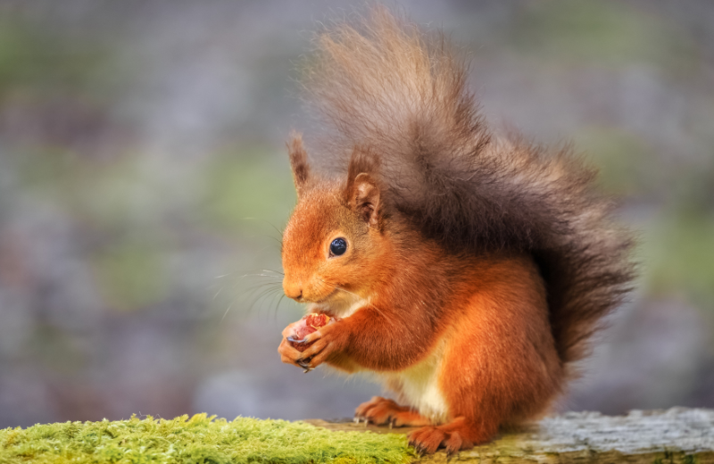 Squirrel Colours and Their Spiritual Meanings