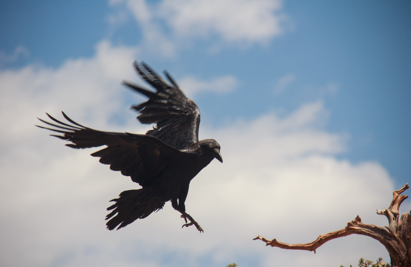 raven outside home