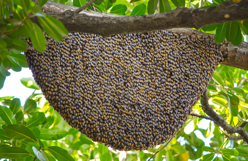 The Symbolism of Bees and Beehives