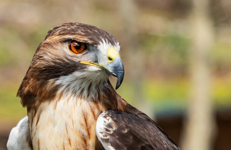 What Does Seeing a Hawk Mean?