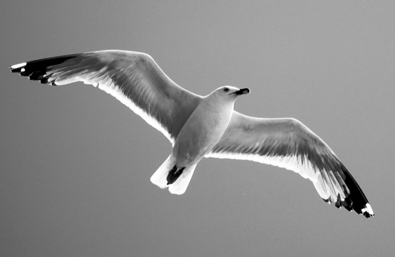 Seagull Colours and Their Spiritual Meanings