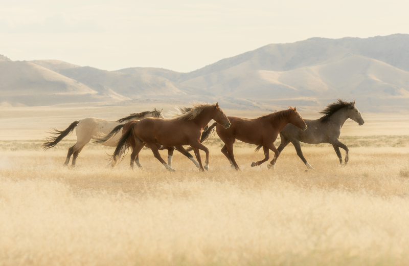 Is it Good or Bad Luck to See a Horse?