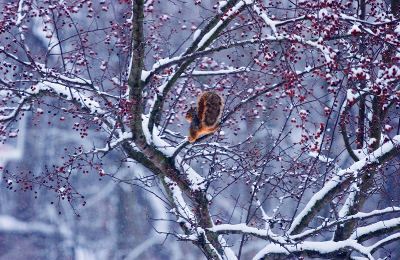 Cultural Interpretations of Squirrels in Dreams