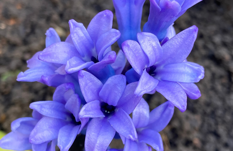 Symbols Associated with Hyacinthus