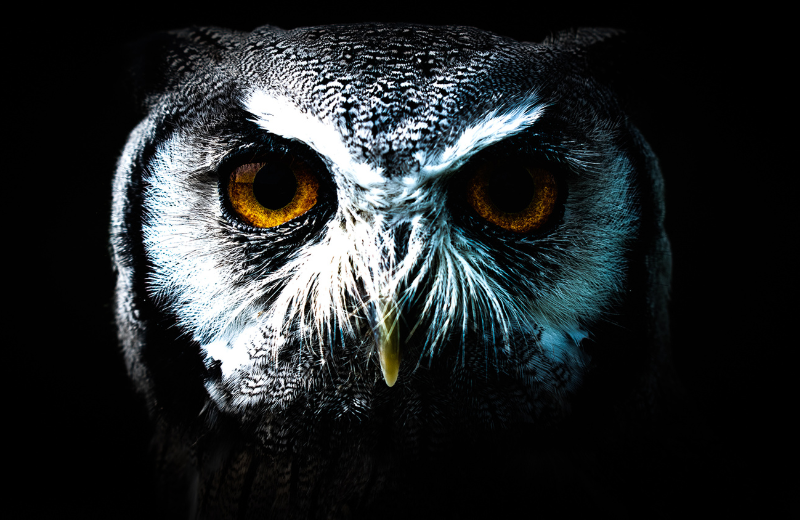 What is the Religious Meaning of Owls?