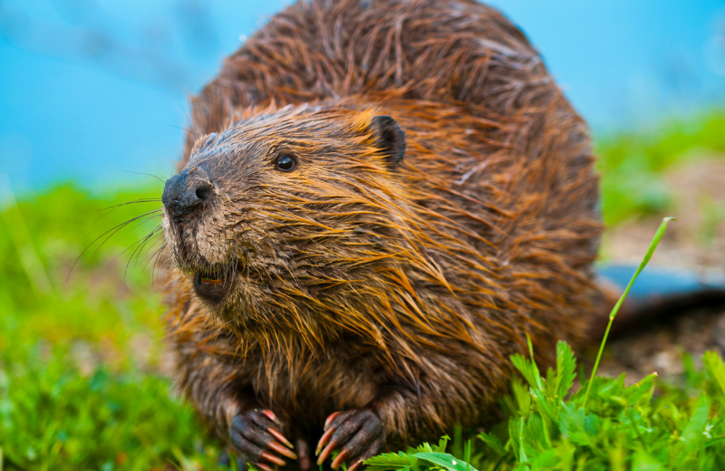 Beaver