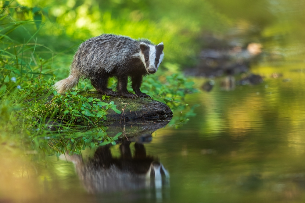 Badger Colours and Their Spiritual Meanings