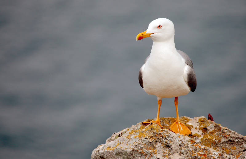 Is it Good or Bad Luck to See a Seagull?