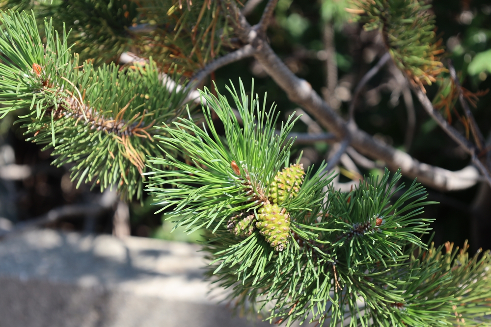 Yule Trees and Decorations