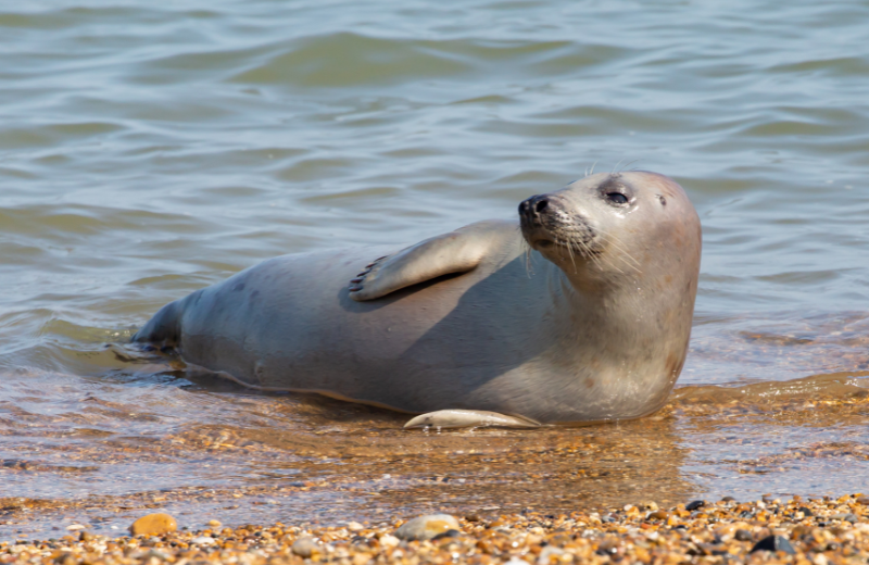 Is it Good or Bad Luck to See a Seal?