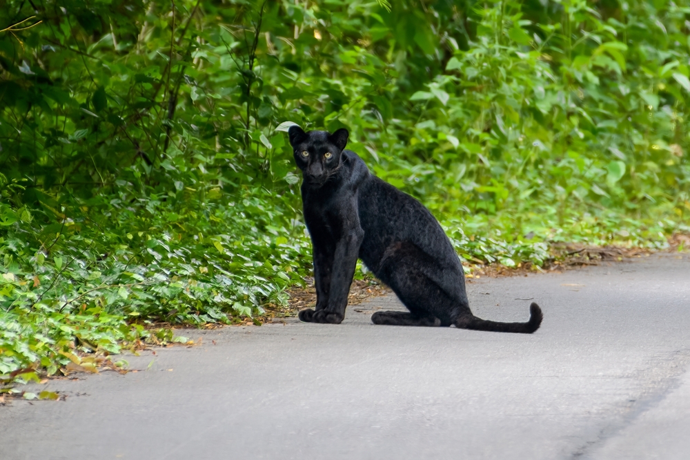 Is It Good or Bad Luck to See a Black Panther?