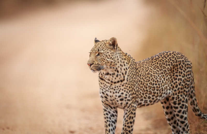 What Does It Mean When Leopards Appear Near Your Home?