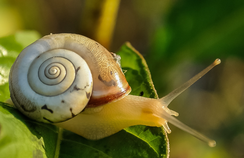 Snail Colours and Their Spiritual Meanings