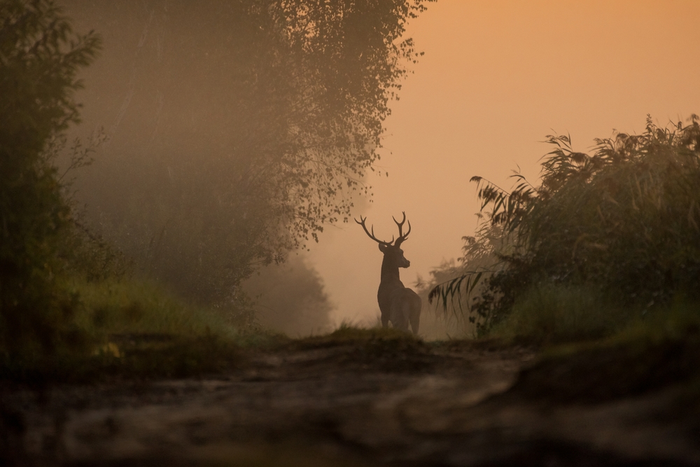 The Deer as a Spiritual Messenger