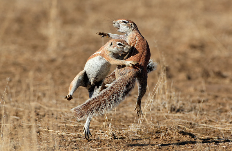 The Symbolism of a Squirrel