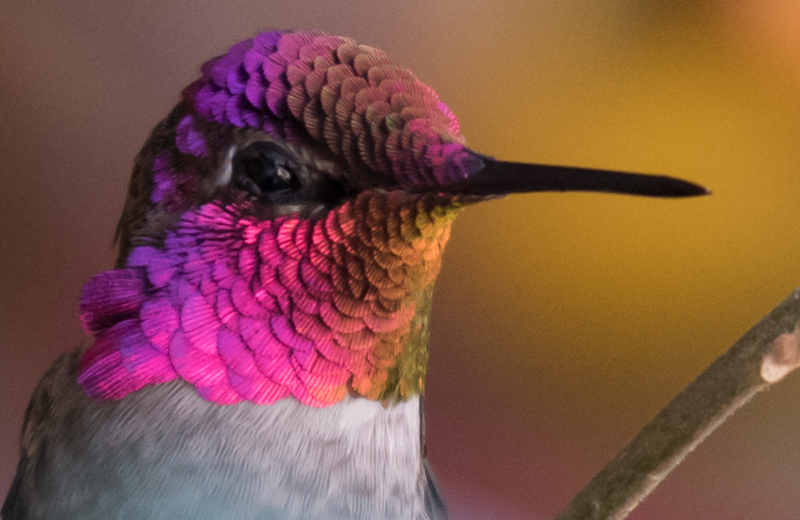 Hummingbird Colours and Their Spiritual Meanings