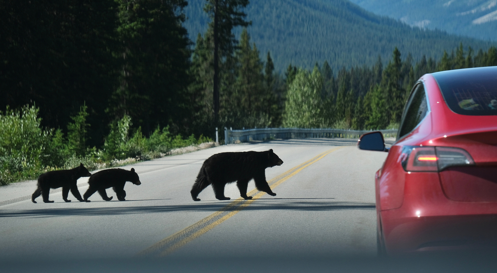 What Does It Mean When Bears Appear Near Your Home?