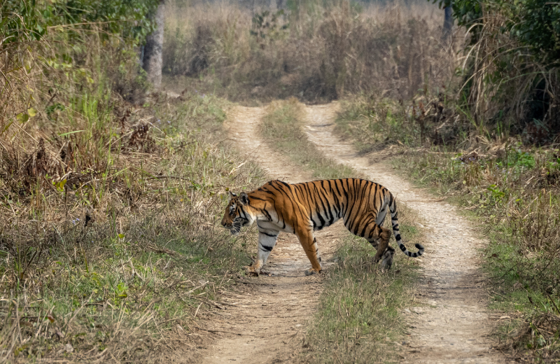 Is it Good or Bad Luck to See a Tiger?