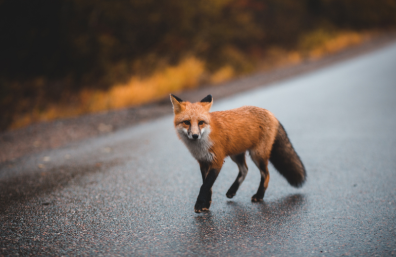 Spiritual Meaning of a Fox Crossing Your Path