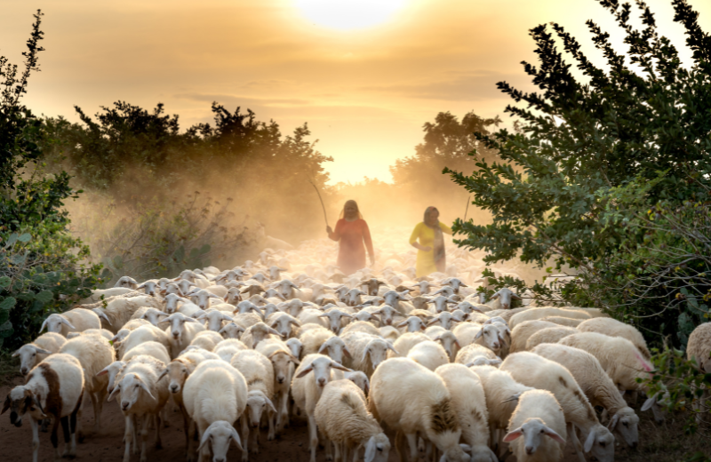 Common Sheep Dreams and Their Meanings