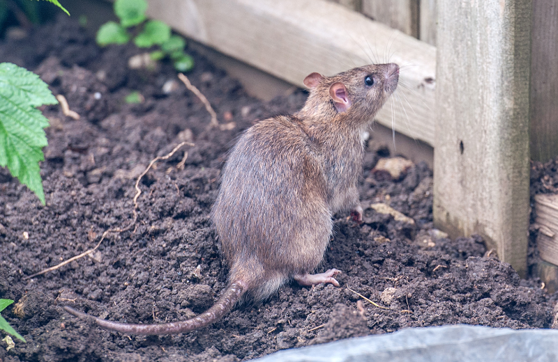 What Does It Mean When a Rat Appears Outside Your Home?