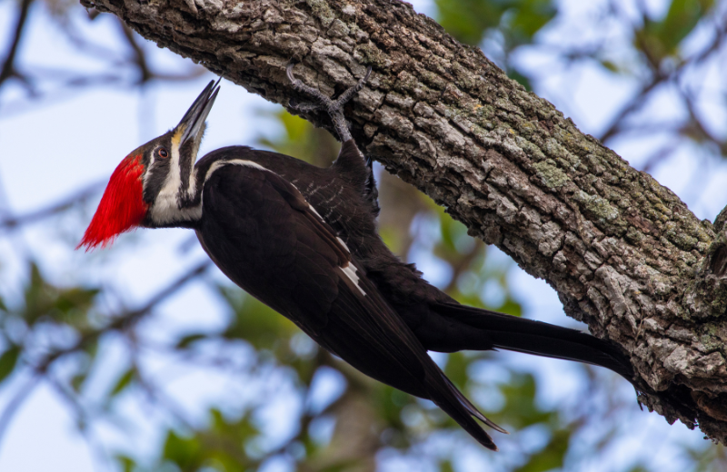 Woodpecker