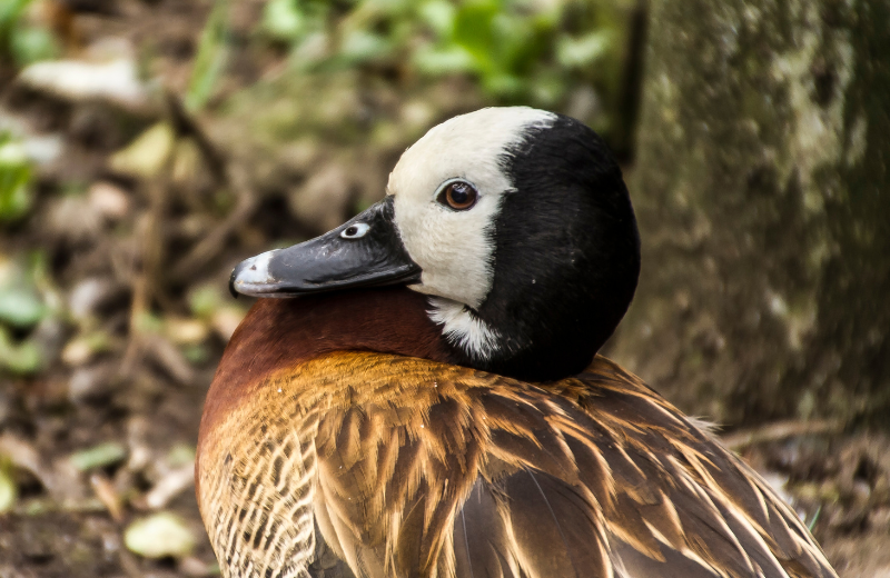 Duck Colours and Their Spiritual Meanings