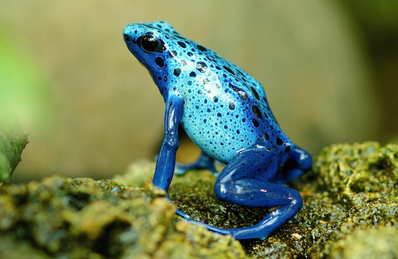 Frog Colours and Their Spiritual Meanings