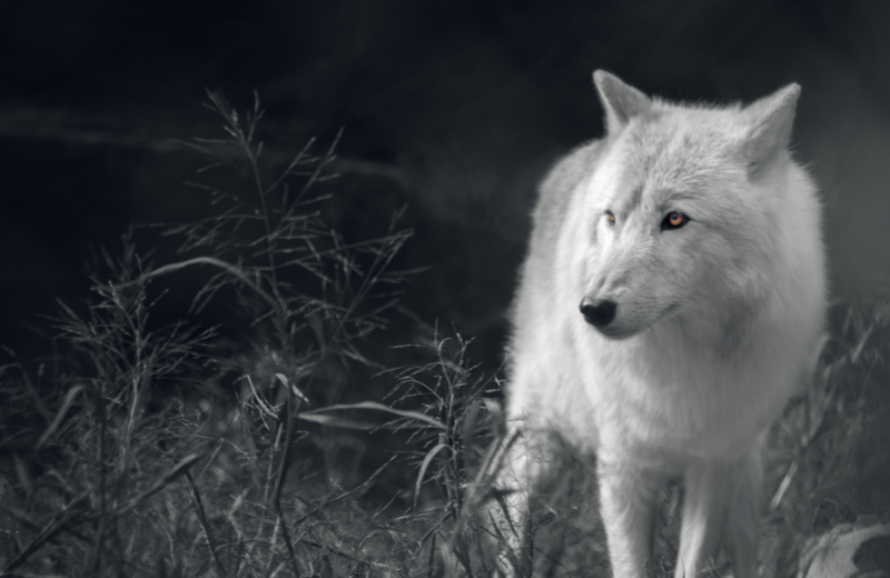 Wolf Colours and Their Spiritual Meanings