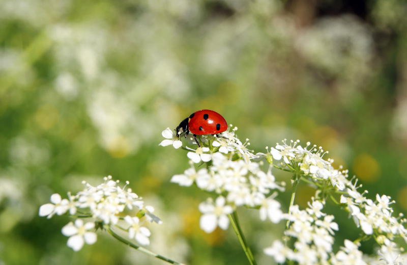 The Ladybug as a Spiritual Messenger