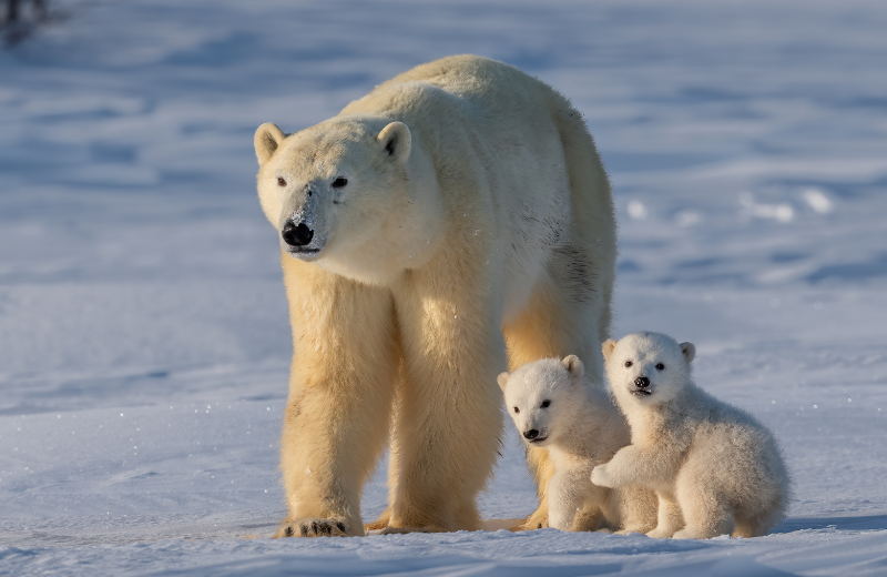 Bear Colours and Their Spiritual Meanings