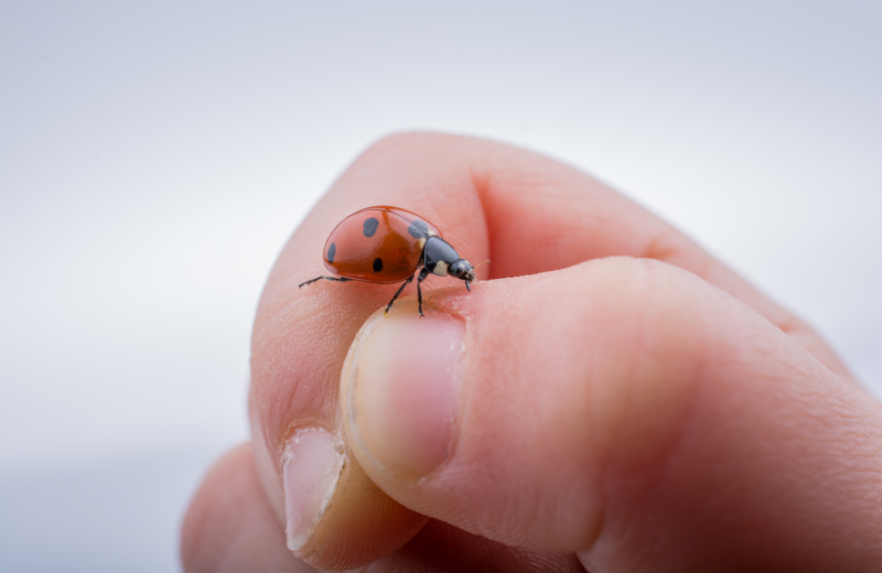 How to Know if a Ladybug is Your Spirit Animal