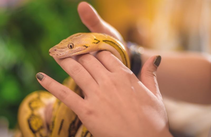 How to Know if a Snake is Your Spirit Animal