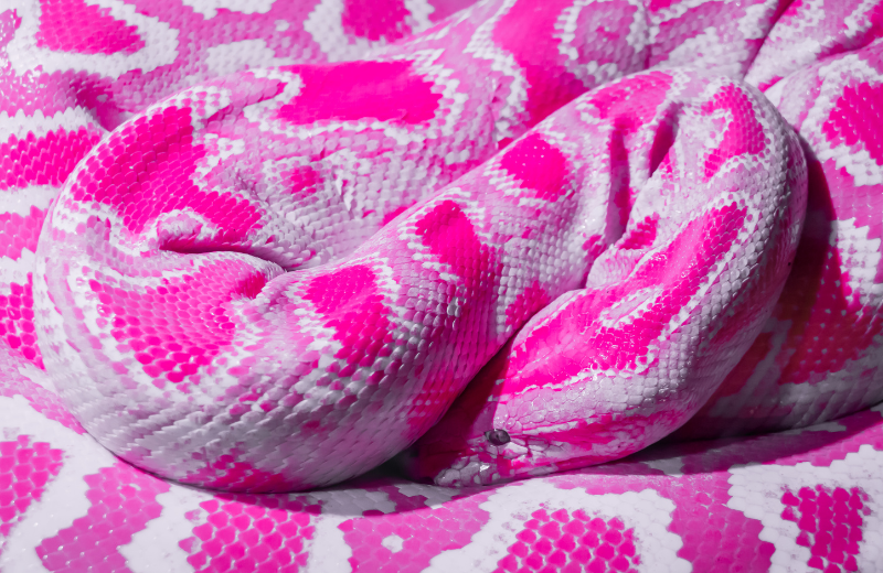 Snake Colours and Their Spiritual Meanings