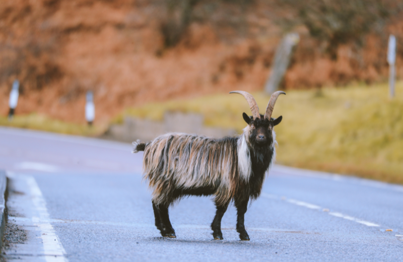 Spiritual Meaning of a Goat Crossing Your Path