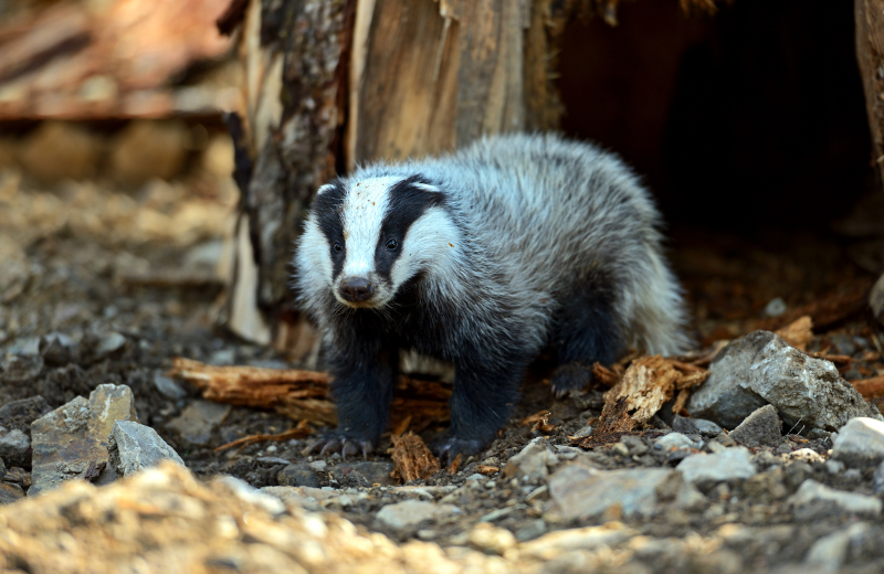 What Does It Mean When Badgers Appear Near Your Home?