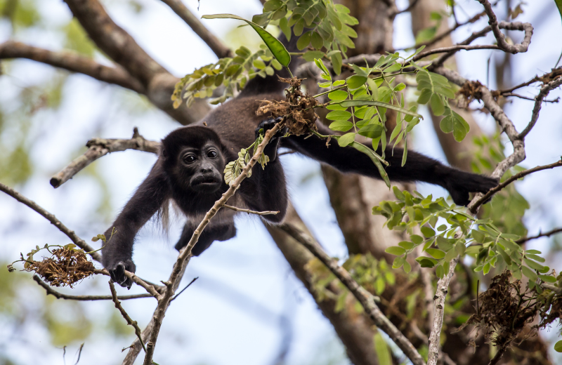 monkey swinging through trees