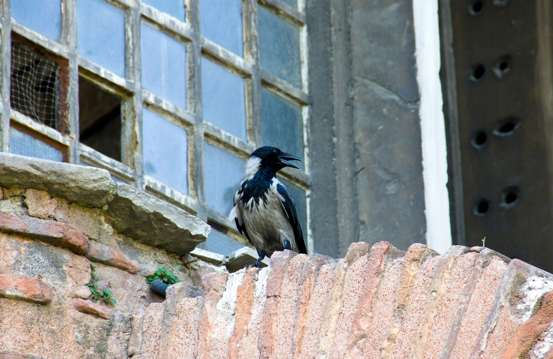 What Does It Mean When a Crow Appears Outside Your Home?