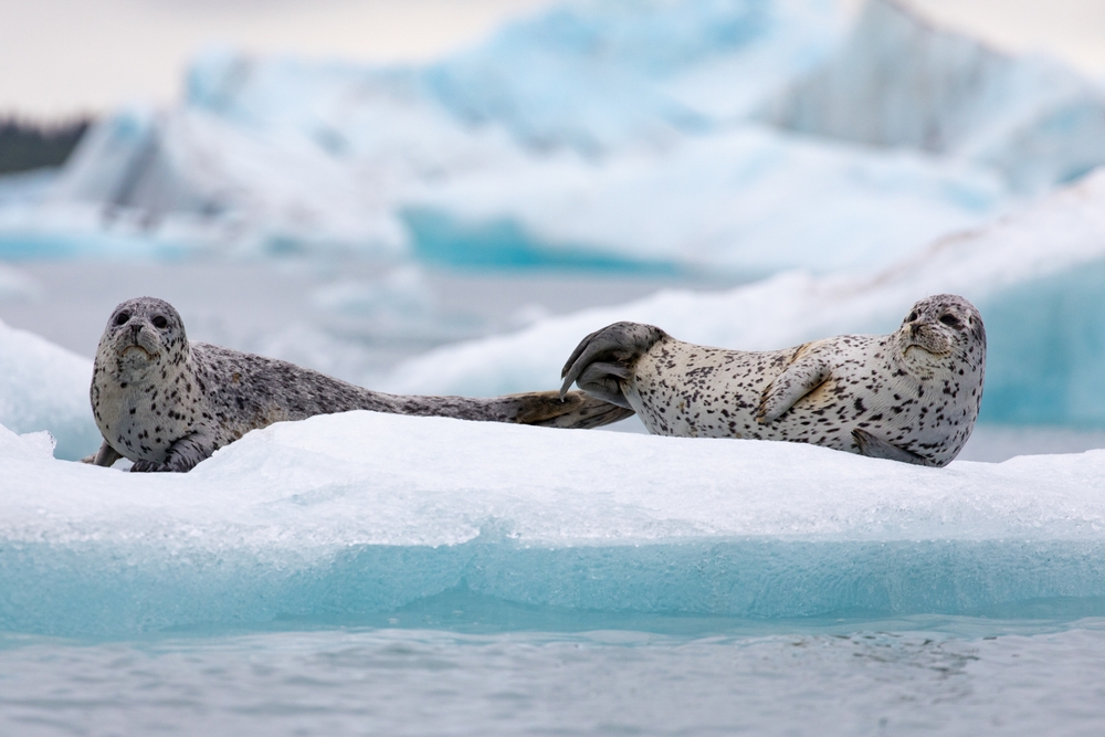 Seal Numbers and Their Spiritual Meanings