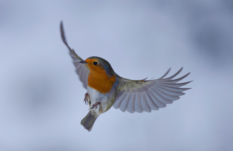 How to Know if a Robin is Your Spirit Animal