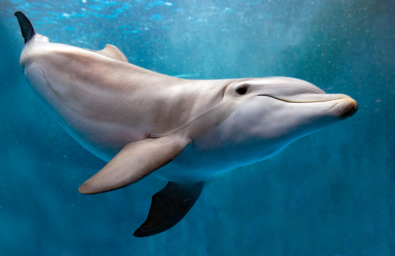 Dolphin