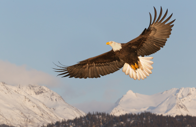 Common Eagle Dreams and Their Meanings