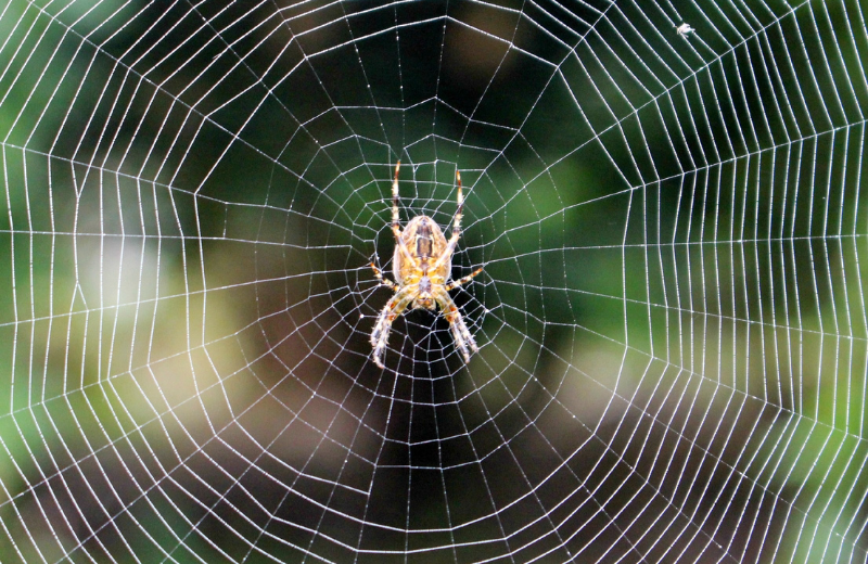 The Spider as a Spiritual Messenger