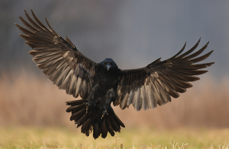 The Symbolism of a Raven