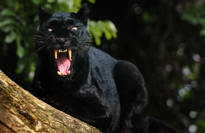 The Beast of Bodmin Moor