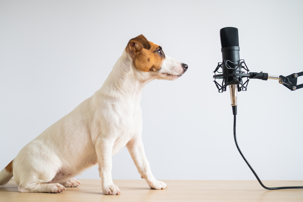 Dog podcast